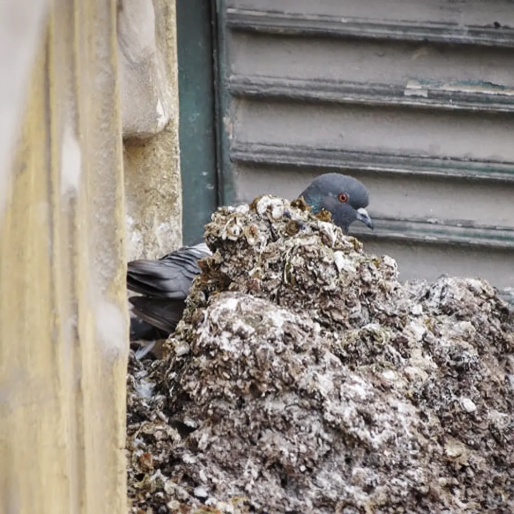 Dépigeonnage Marseille, invasion de pigeons ? Solutions proposées par PRO NUISIBLES